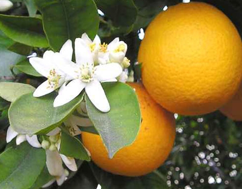 Neroli