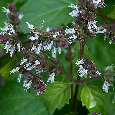 patchouli