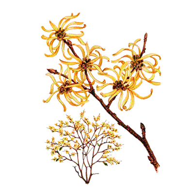 witch hazel